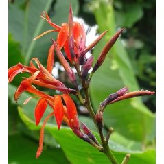 Canna Tuerckheimii fleurs