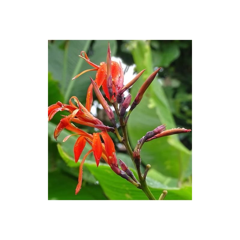 Canna Tuerckheimii - 10 graines