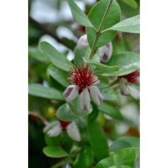 Acca Sellowiana - 10 graines