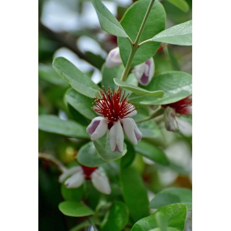 Acca Sellowiana - 10 graines