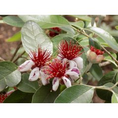 Acca Sellowiana fleurs