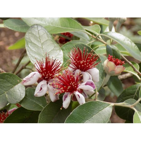 Acca Sellowiana fleurs