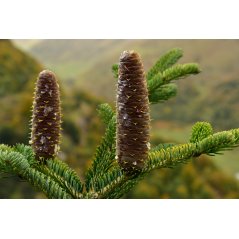 Abies Alba cônes