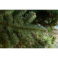 Abies Alba feuillage