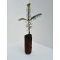 Abies Alba - 10 graines
