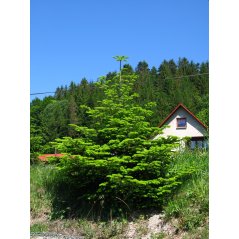 Abies Alba arbre
