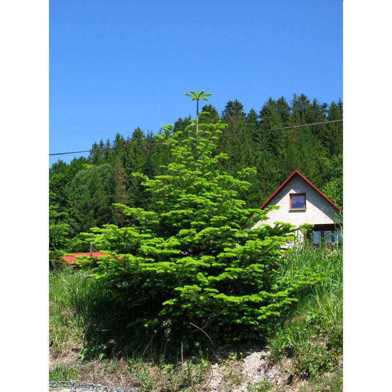 Abies Alba - 10 graines