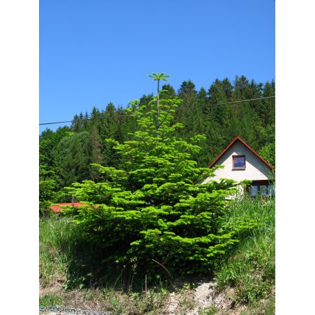 Abies Alba arbre