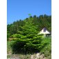 Abies Alba arbre