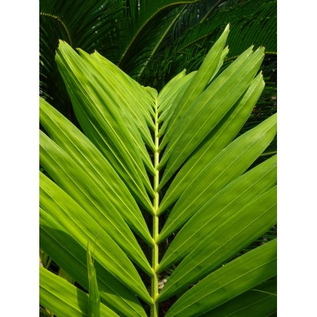 Ptychosperma Lineare - 10 graines