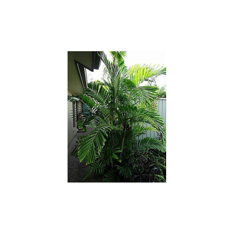 Ptychosperma Lineare - 10 graines