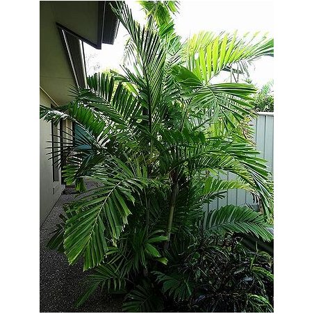 Palmier Ptychosperma Lineare