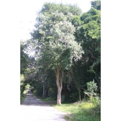 Buddleia Saligna - 10 graines