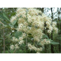 Fleurs de Buddleia Saligna