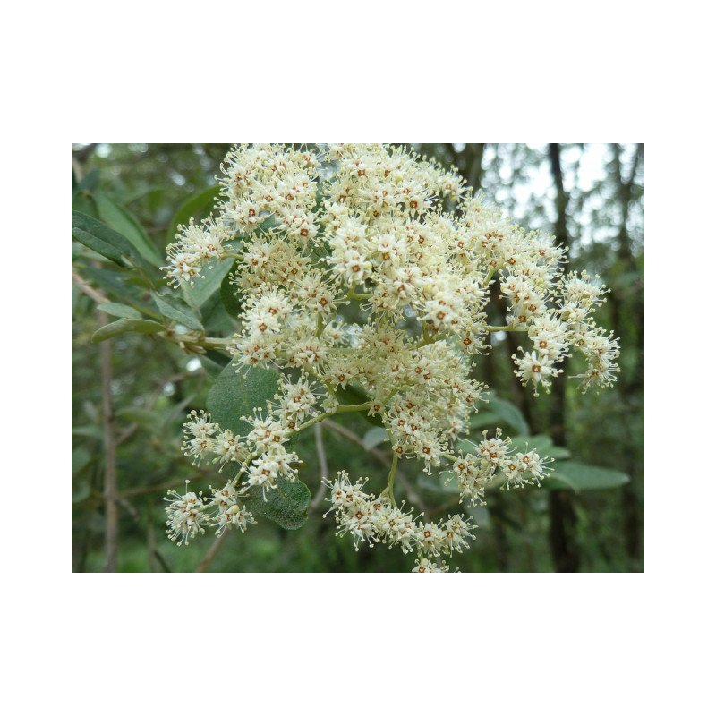 Buddleia Saligna - 10 graines