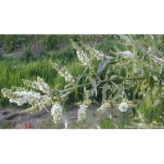 Buddleia Asiatica - 10 graines