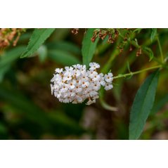 Buddleia Asiatica fleurs