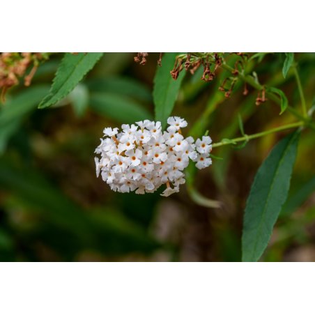 Buddleia Asiatica fleurs