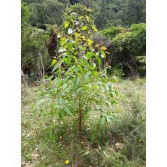 Eucalyptus Obliqua - 10 graines