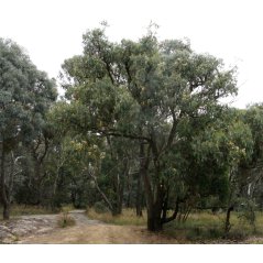 Eucalyptus Obliqua arbre entier