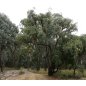 Eucalyptus Obliqua - 10 graines Eucalyptus Obliqua - 10 graines