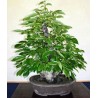 Diospyros Lotus - 10 graines