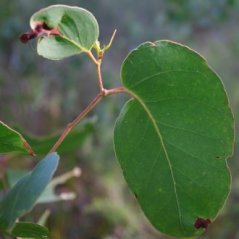 Eucalyptus Obliqua feuilles