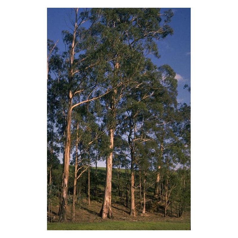 Eucalyptus Maidenii - 10 graines