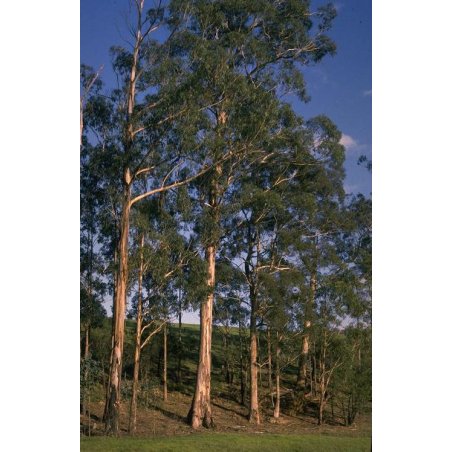 Eucalyptus Maidenii adulte