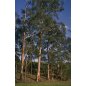 Eucalyptus Maidenii - 10 graines