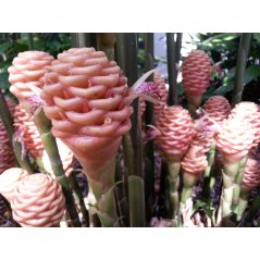 Floraison du zingiber fragile