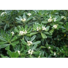 Pittosporum tobira - 10 graines