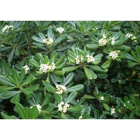 Pittosporum tobira - 10 graines