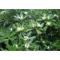 Pittosporum Tobira - 10 graines Pittosporum Tobira - 10 graines