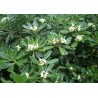 Pittosporum tobira - 10 graines