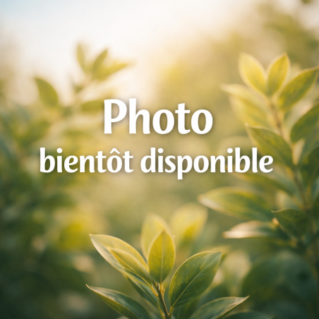 Passiflore princeps - Passiflore tropicale