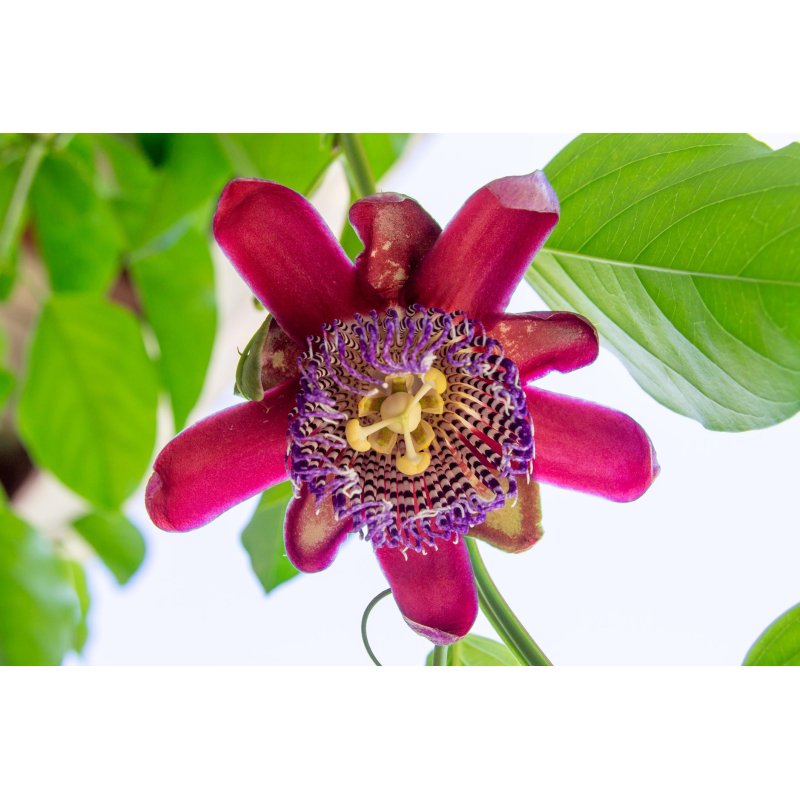 Passiflora Andreana - 10 graines Passiflora Andreana - 10 graines