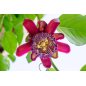 Passiflora Andreana - 10 graines Passiflora Andreana - 10 graines