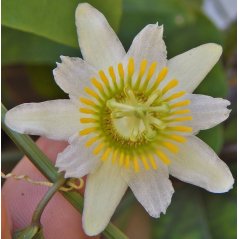 Fleur de passiflora biflora