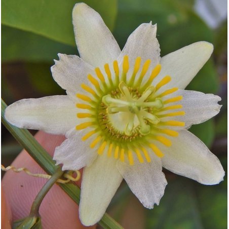Fleur de passiflora biflora
