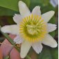 Passiflora Biflora - 10 graines Passiflora Biflora - 10 graines