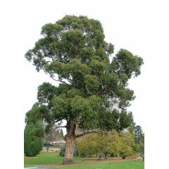 Eucalyptus Globulus - 10 graines