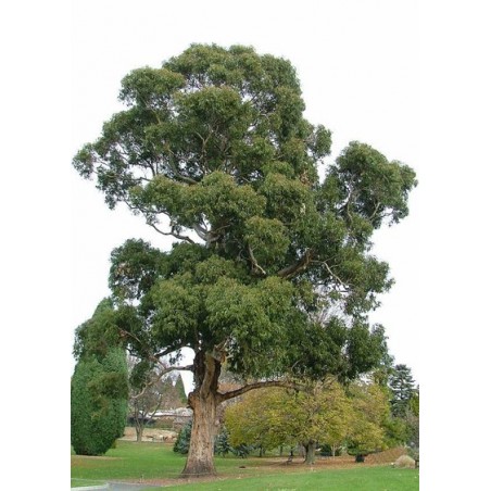 Eucalyptus Globulus - 10 graines