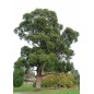 Eucalyptus Globulus - 10 graines Eucalyptus Globulus - 10 graines