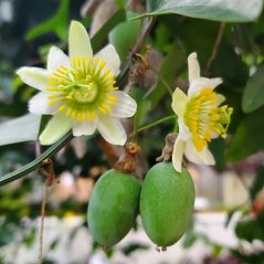 Passiflora Biflora - 10 graines