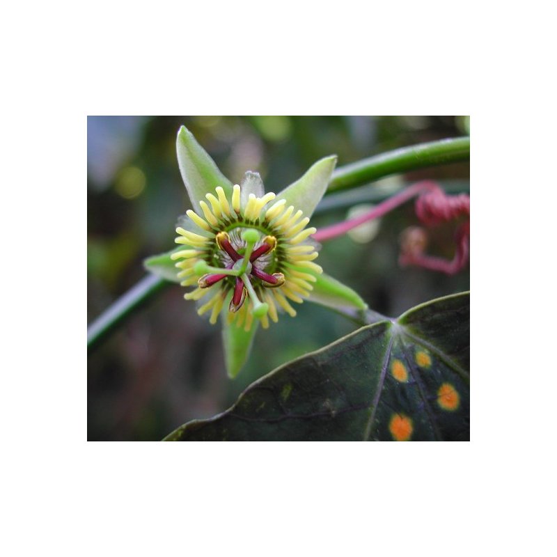 Passiflora Boenderi - 10 graines Passiflora Boenderi - 10 graines