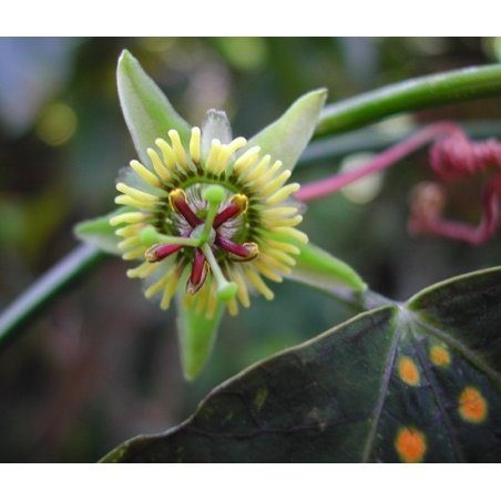 Passiflora Boenderi