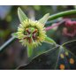 Passiflora Boenderi - 10 graines Passiflora Boenderi - 10 graines