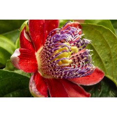 Passiflora bogotensis - Passiflore de Bogota