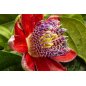 Passiflora Bogotensis - 10 graines Passiflora Bogotensis - 10 graines